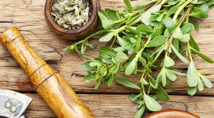 Ayıklaması ve Yıkaması Zor, Faydası Çok: Semizotu!