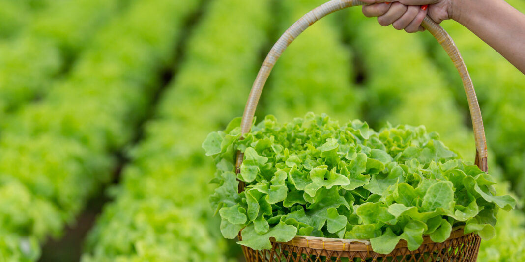 Marulun Faydaları Nelerdir?