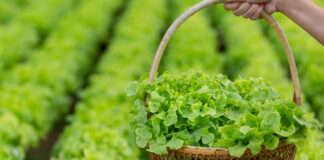 Marulun Faydaları Nelerdir?