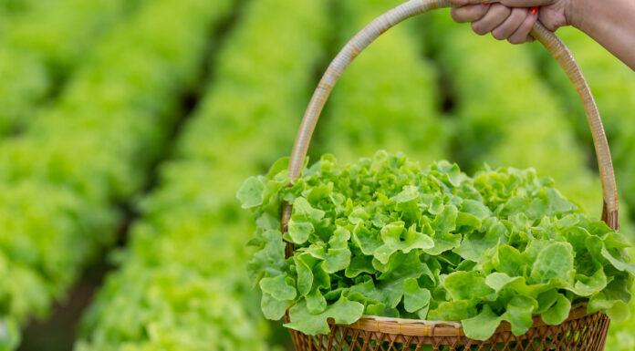 Marulun Faydaları Nelerdir? Marulun Faydaları Nelerdir?